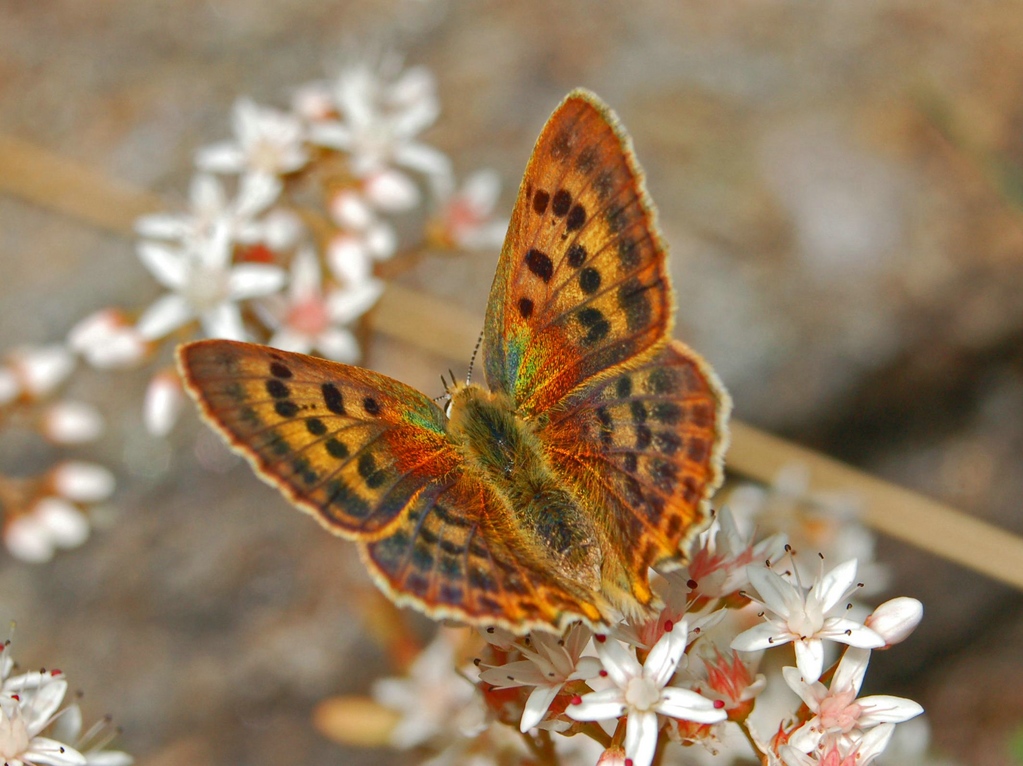 Lycaena virgaureae